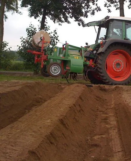 Cultivarea căpșuni (Fragaria) pe creasta