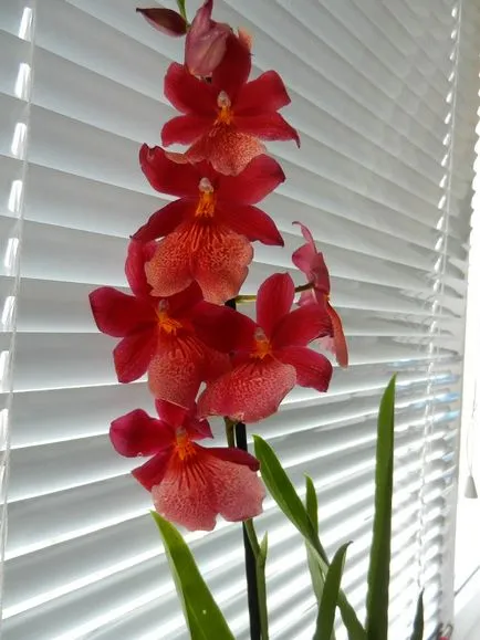 orchidea faj
