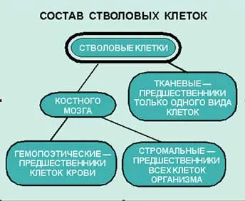 Регенеративен терапии за бъдещето, науката и живота