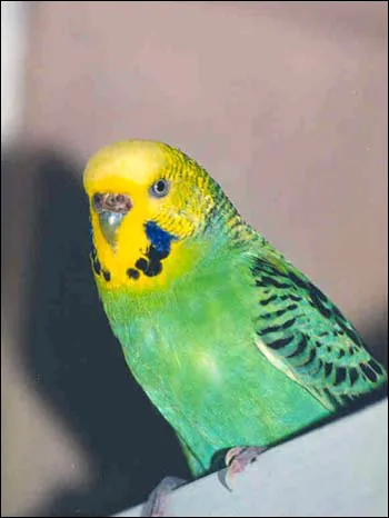 Perus (Melopsittacus undulatus) forme de culoare de reproducție volnistiki albinoase