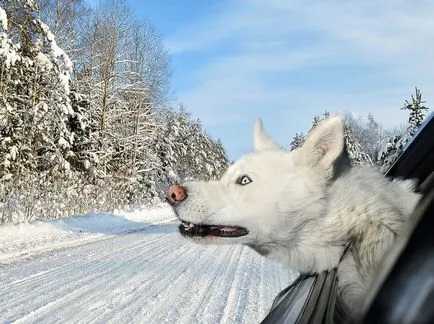 Lelkes kutya néz ki autó ablakait érdekes!