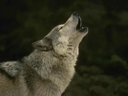 Wolves, Animal Encyclopedia