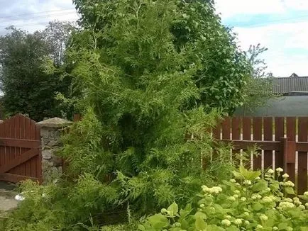 Vryraschivanie arborvitae, ellátás és dekoratív ültető arborvitae az oldalon