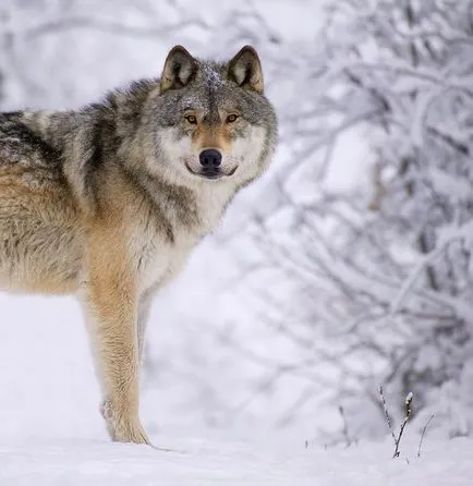 Вълци, Енциклопедия на животните