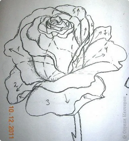 възхитителен рози