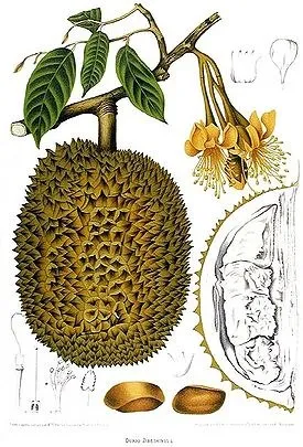 Mind-mind-mind arról Durian