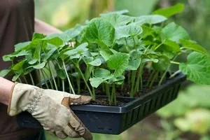 frunze veștejite de răsaduri de castraveți - plantele magice