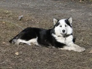 Характеристики Yakutian Laika