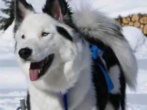 Характеристики Yakutian Laika