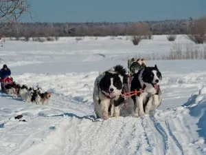 Jellemzői Yakutian Laika