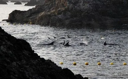 În Japonia a continuat uciderea brutală a delfini - știri în imagini