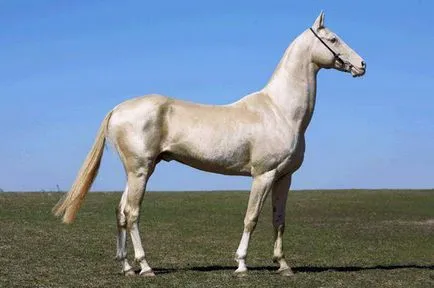 Характеристики и описание на коня на Akhal-Теке