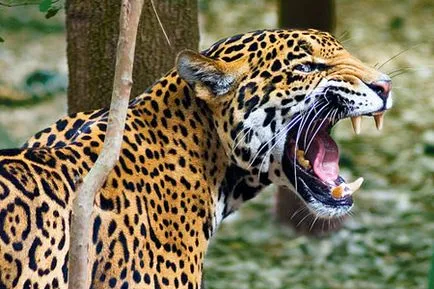 A teljes igazságot a Jaguars a vad