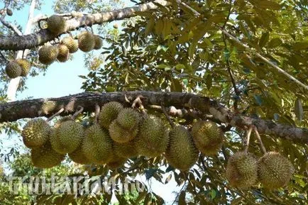 Mind-mind-mind arról Durian