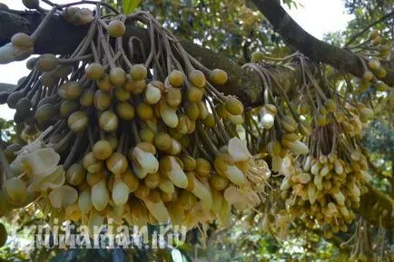 Mind-mind-mind arról Durian