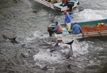 În Japonia a continuat uciderea brutală a delfini - știri în imagini