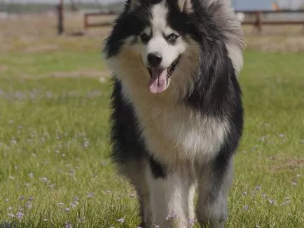 Jellemzői Yakutian Laika