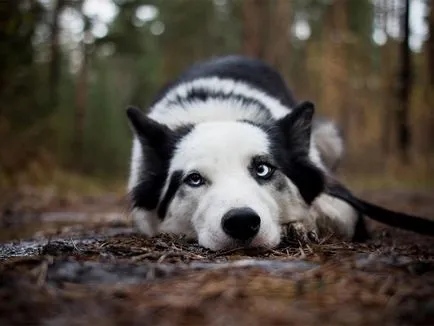 Характеристики Yakutian Laika