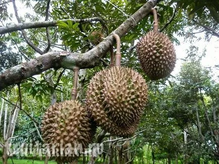 All-all-totul despre Durian