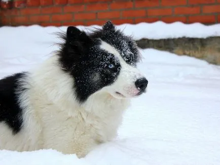 Jellemzői Yakutian Laika