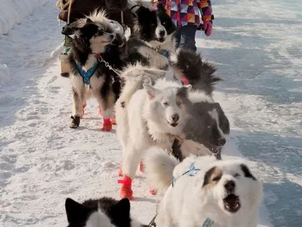 Характеристики Yakutian Laika