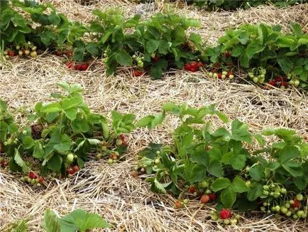 Jó és rossz szomszédok szamóca, hogy a növényi jó termés