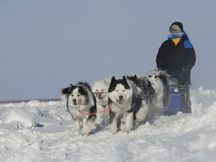 Характеристики Yakutian Laika