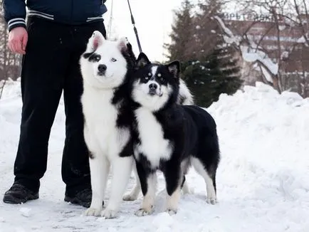 Характеристики Yakutian Laika