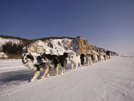 Jellemzői Yakutian Laika