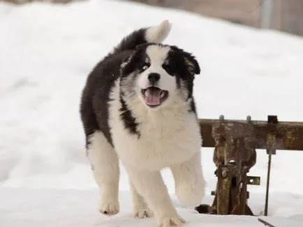 Jellemzői Yakutian Laika