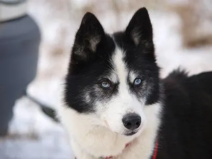 Jellemzői Yakutian Laika