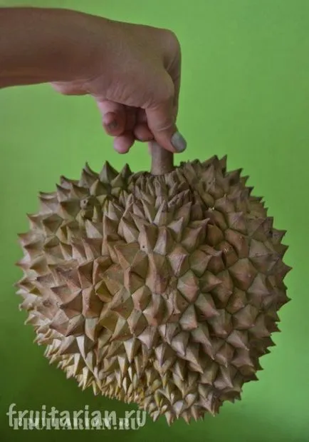 All-all-totul despre Durian