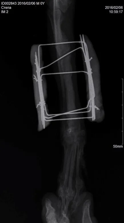 Tratamentul chirurgical al fracturilor antebratului la rasele pitice de câini