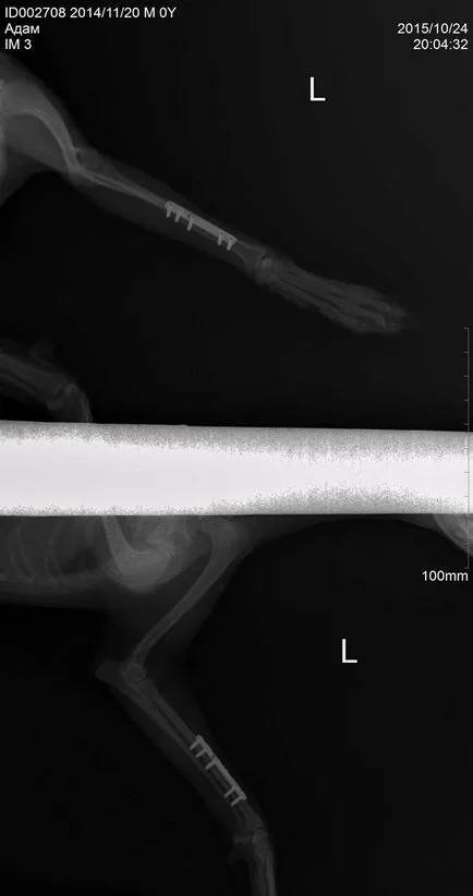 Tratamentul chirurgical al fracturilor antebratului la rasele pitice de câini