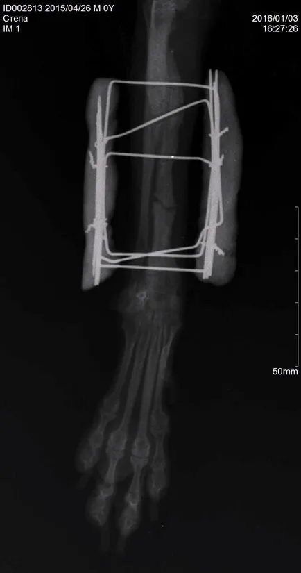 Tratamentul chirurgical al fracturilor antebratului la rasele pitice de câini