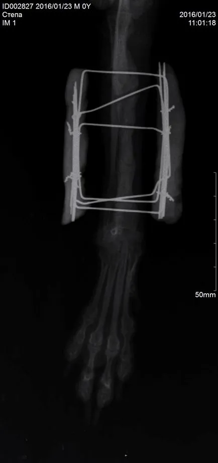 Tratamentul chirurgical al fracturilor antebratului la rasele pitice de câini