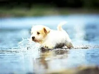 Гимнастика за кучета - кучетата - Статии - Помощ за животни в беда, Ростов на Дон