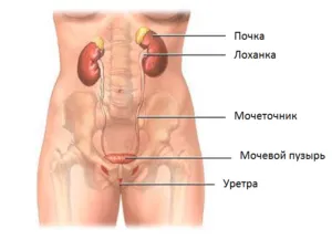 Homeopátia vese gyógyszerek, kezelés, vagy ártalom