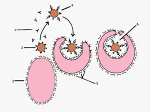 Formarea genetica imunitatea, tipuri, caracteristici, elemente,