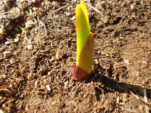 Gladioli - пролетното засаждане и грижи, съхранение през зимата (видео ръководство)