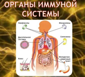 Genetic Immunity kialakulása, típusai, jellemzői, elemei,