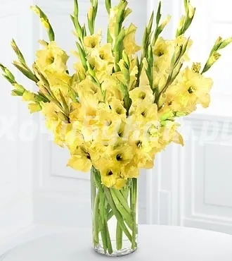 Gladiolus ültetés, gondozás, szaporítás és tárolás, online shop - Garden City Dim plus