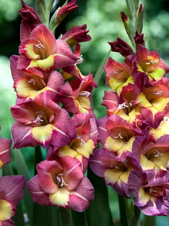 Gladiolus ültetés, gondozás, szaporítás és tárolás, online shop - Garden City Dim plus