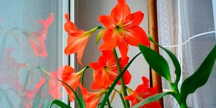 Hippeastrum ápolási otthon, transzfer, reprodukció, hogyan lehet eljutni virágoznak (virág fotó)