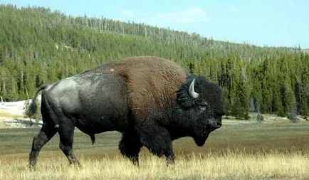 Unde sunt bizoni pe ce continent, în ce țară