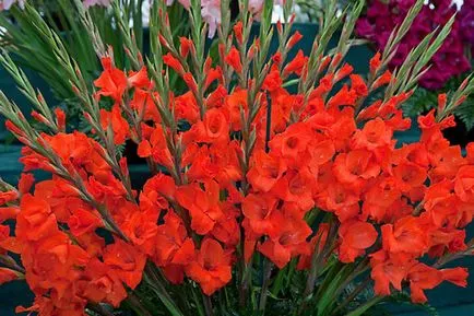 Gladiolus засаждане, грижи, разпространение и съхранение, онлайн магазин - Garden City Дим плюс