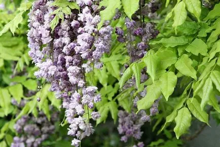 Wisteria sinensis tăiere, de plantare și îngrijire