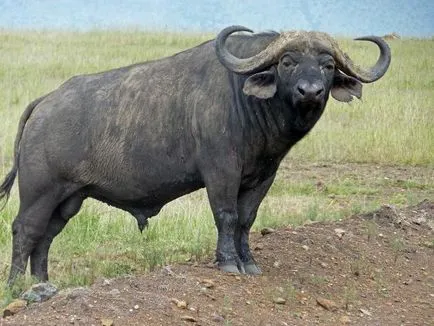 Unde sunt bizoni pe ce continent, în ce țară