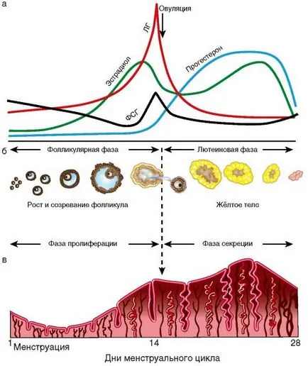 Hormonális petefészek-működés