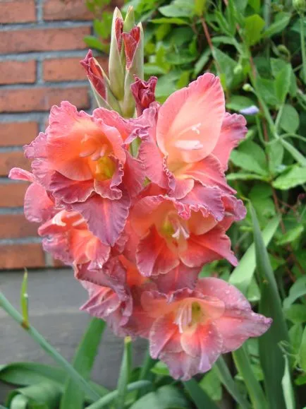 Gladiolus засаждане, грижи, разпространение и съхранение, онлайн магазин - Garden City Дим плюс